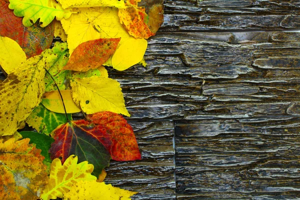 Żółty, czerwony i zielony opadłych liści na tle kamień. — Zdjęcie stockowe