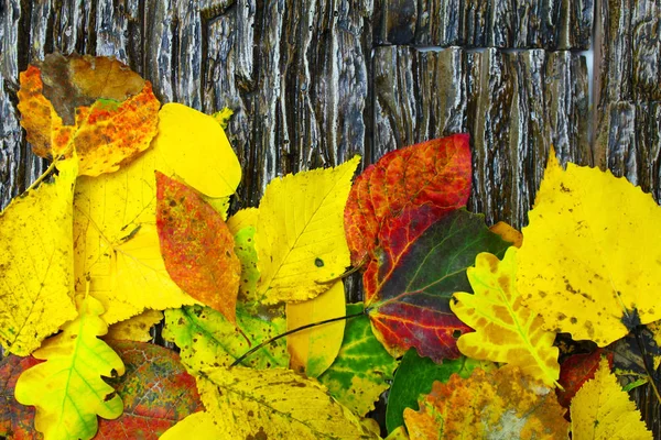 Желтые, красные и зеленые опавшие листья на каменном фоне . — стоковое фото