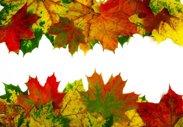 Цветные кленовые листья изолированы на белом. Осенний фон — стоковое фото