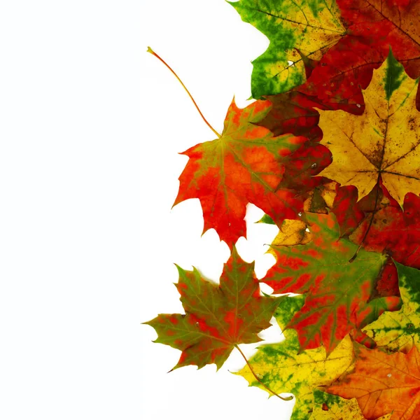 Цветные кленовые листья изолированы на белом. Осенний фон — стоковое фото
