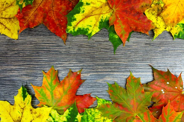 Colorful maple leaves isolated on wooden background