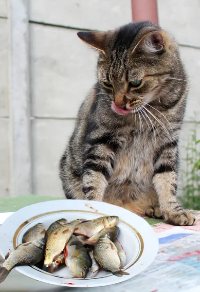 有趣的猫看着鱼, 舔他的排骨 — 图库照片