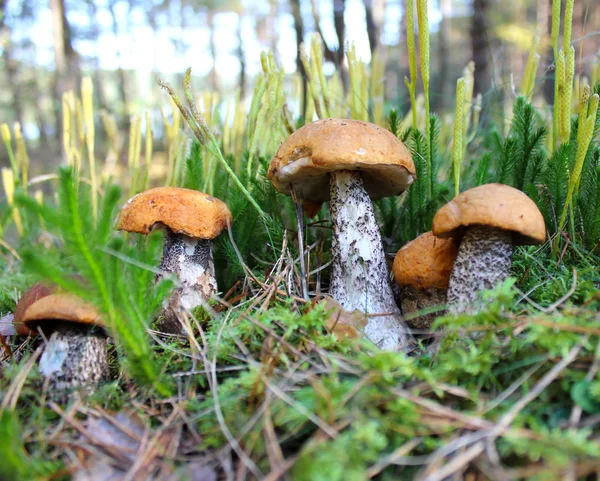 Forest mushrooms on a glade in a green moss. — Stock Photo, Image