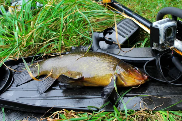 Equipment for spearfishing and caught fish on the grass — Stock Photo, Image