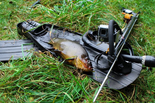 Equipment for spearfishing and caught fish on the grass — Stock Photo, Image