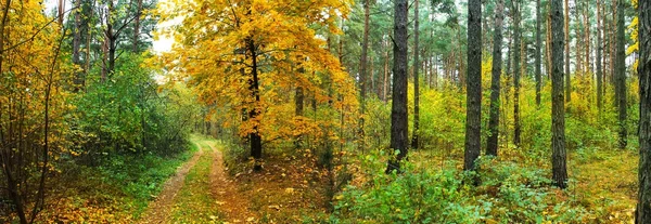 Panoramabild des Herbstwaldes. Forststraße — Stockfoto