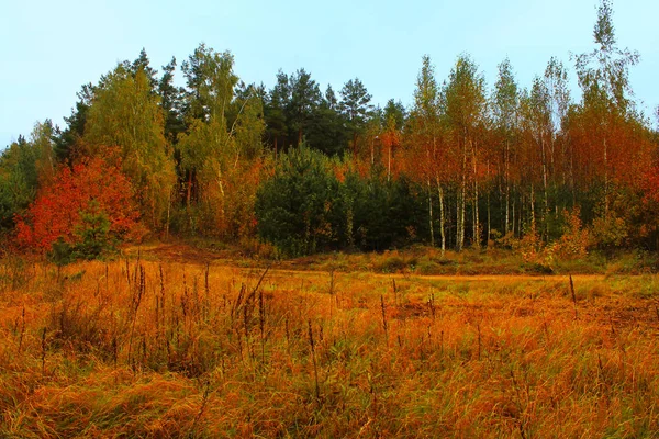 Herfst bos na de regen. Mooi landschap — Stockfoto
