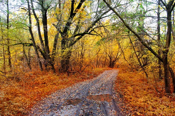 Route dans la forêt d'automne après la pluie. Beau paysage — Photo