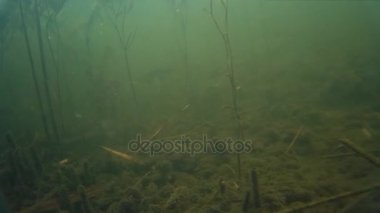 su altında tatlı su balığı