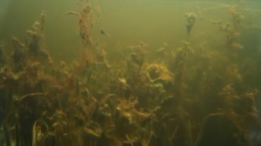 su altında tatlı su balığı