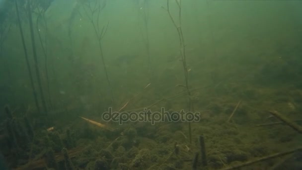 Ψάρια του γλυκού νερού κάτω από το νερό — Αρχείο Βίντεο