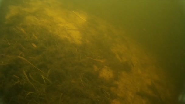 Süßwasserfische unter Wasser — Stockvideo