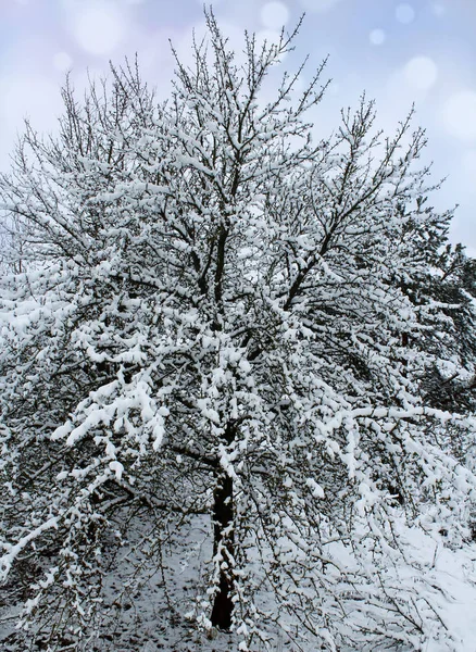 Sníh v zimním lese. Krásná zimní krajina — Stock fotografie