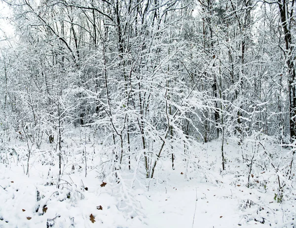 冬の森の雪。美しい冬の風景 — ストック写真