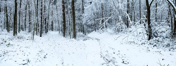겨울 숲에 눈입니다. 아름 다운 겨울 풍경 — 스톡 사진