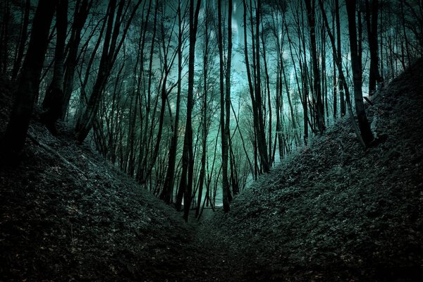 Mysterious forest at night. Night landscape.