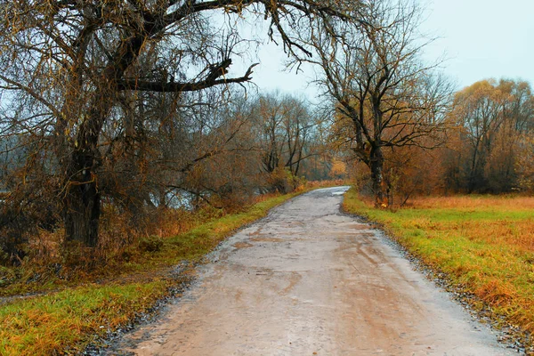 Un beau paysage d'automne. Forêt d'automne après la pluie — Photo