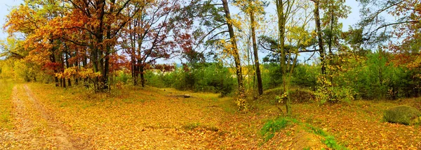 Un beau paysage d'automne. Forêt d'automne après la pluie — Photo