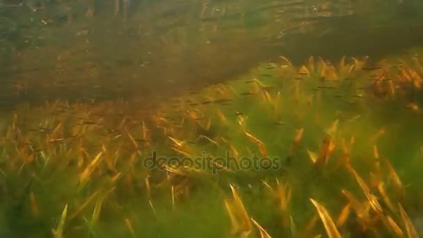 Pienten makean veden kalojen parvi veden alla — kuvapankkivideo