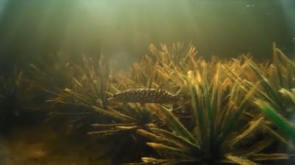 Пресноводные рыбы под водой — стоковое видео