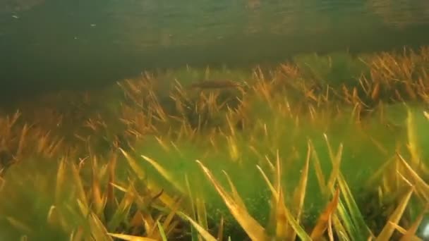 Ψάρια του γλυκού νερού κάτω από το νερό — Αρχείο Βίντεο