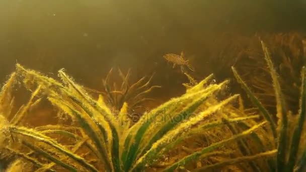 Makean veden kalat veden alla — kuvapankkivideo