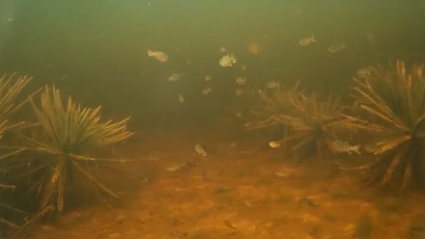 Schwarm kleiner Süßwasserfische unter Wasser — Stockvideo