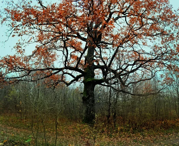 Eenzame boom in de herfst bos. Mooi landschap. — Stockfoto
