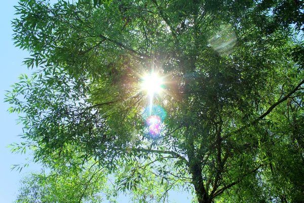 Солнечные Лучи Пробиваются Сквозь Зеленые Ветви Дерева — стоковое фото