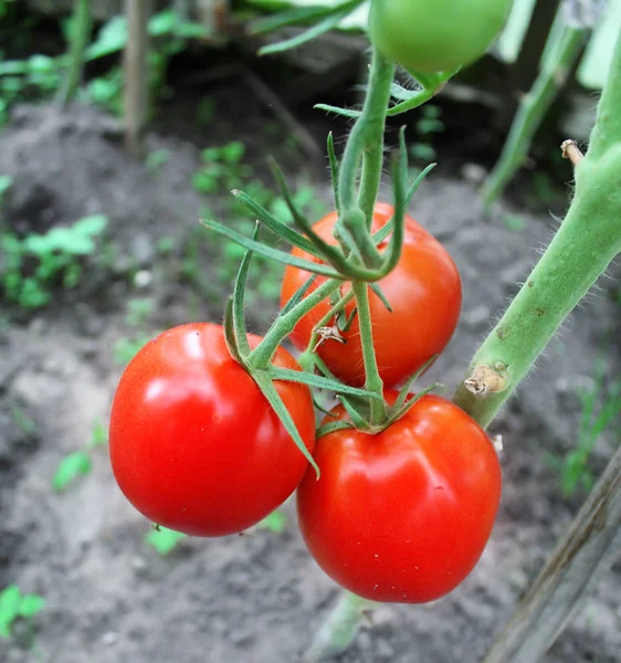 Tomates Rouges Mûres Sur Potager — Photo