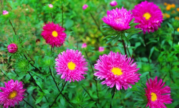 Hermosos Astros Púrpura Verde Como Una Imagen Fondo — Foto de Stock