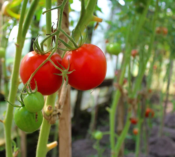 在温室的蔬菜床上成熟的红色西红柿 — 图库照片