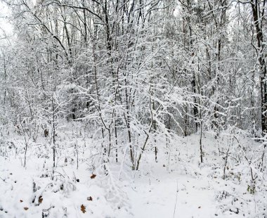 Güzel kış orman soğuk sabah. Kış manzarası