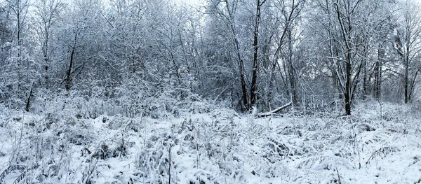 美しい冬の森の凍りつくような朝 冬の風景 — ストック写真