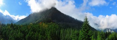 Dağlarda bir köknar ormanın panoramik görüntü.