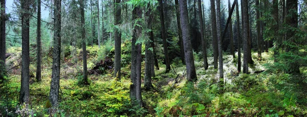 Image Panoramique Une Forêt Épinettes Été — Photo