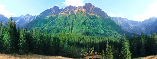 Immagine Panoramica Una Foresta Abeti Rossi Sullo Sfondo Montagne Cielo — Foto Stock