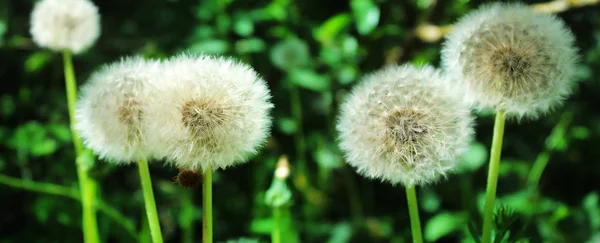 Panoramic Image White Fluffy Dandelion Green Background Garden — Stock Photo, Image