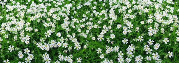 Panoramic Image White Wild Flowers Green Background Garden — Stock Photo, Image