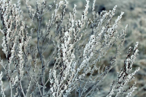 冰冻的植物在雪地里 背景图片 — 图库照片