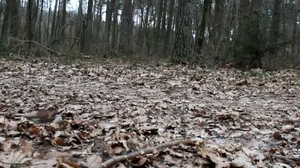 Hunden Jager Pind Efterårsskoven – Stock-video