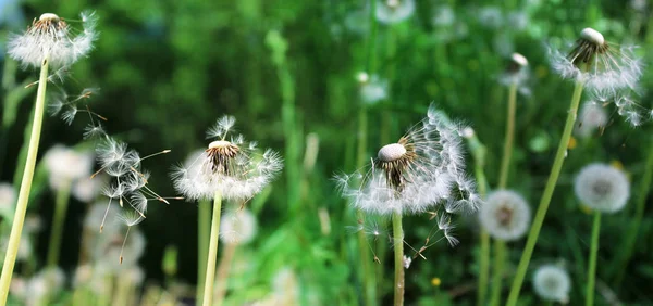 Panoramic Image White Fluffy Dandelion Green Field — Stock Photo, Image