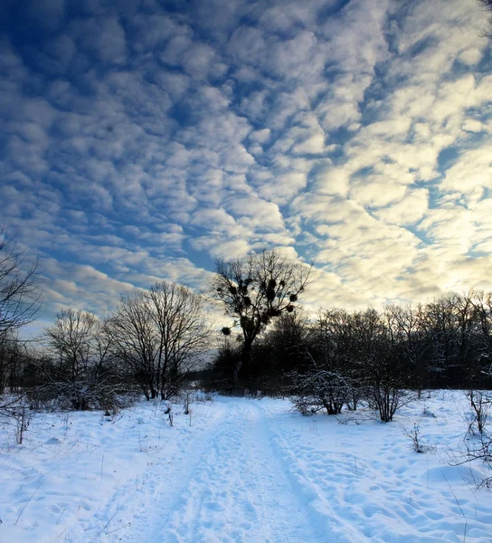 Noite Nos Bosques Inverno Bela Paisagem — Fotografia de Stock