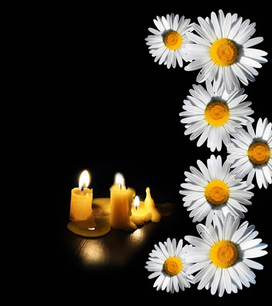 Beyaz papatya ve siyah arka plan üzerine izole mumlar.
