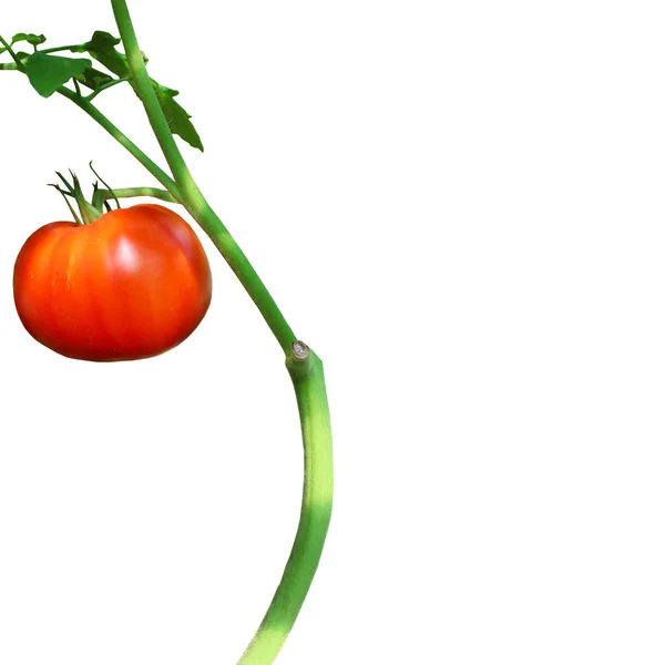 Tomates Rouges Sur Branche Verte Isolée Sur Fond Blanc — Photo
