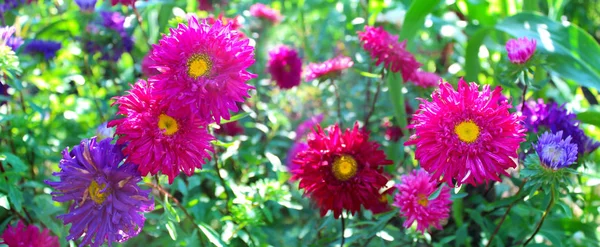 Yeşil Zemin Üzerine Kırmızı Pembe Mor Aster — Stok fotoğraf