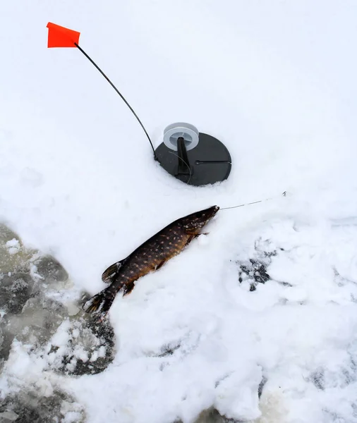 Pesca Inverno Pesca Lúcio Gelo Buraco Gelo — Fotografia de Stock