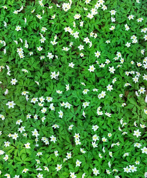 Immagine Panoramica Bucaneve Bianchi Nell Erba Verde — Foto Stock