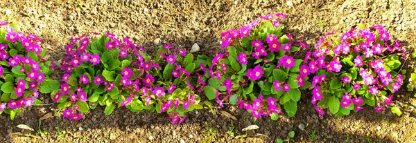 Flower Bed Panoramic Image Purple Primrose Flowers — Stock Photo, Image