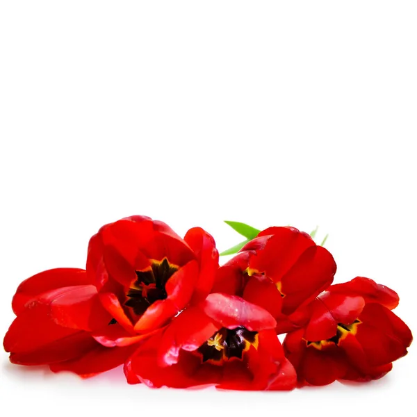 Bukett Röda Tulpaner Isolerad Vit Bakgrund — Stockfoto